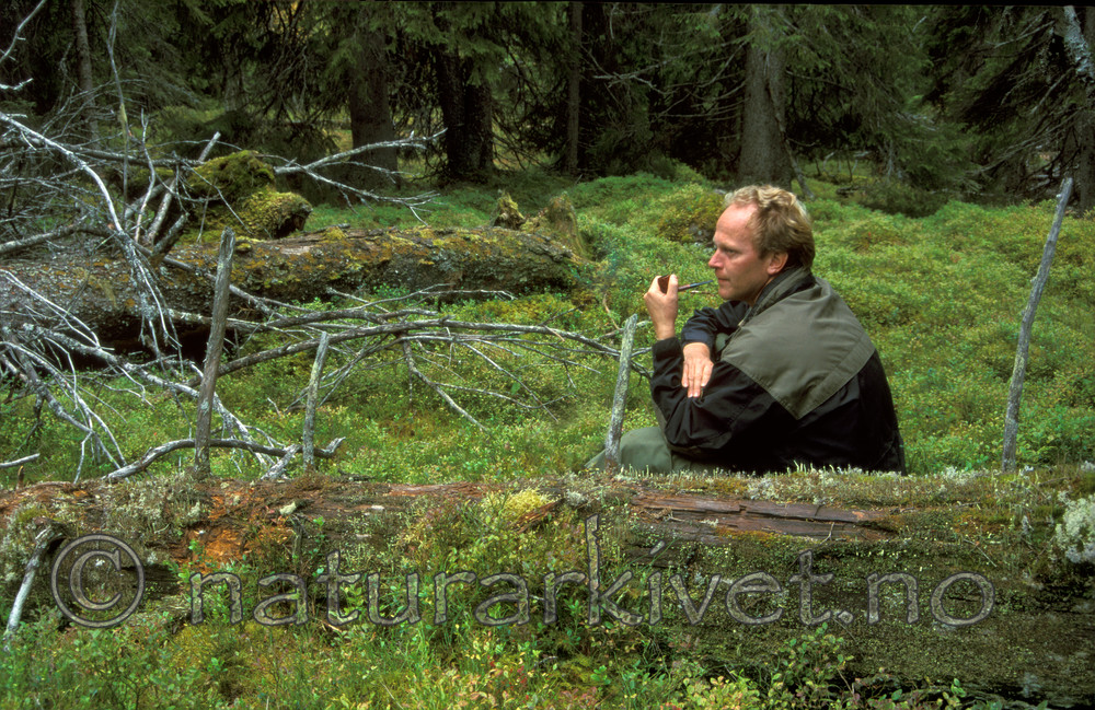 bb016 / Picea abies / Gran