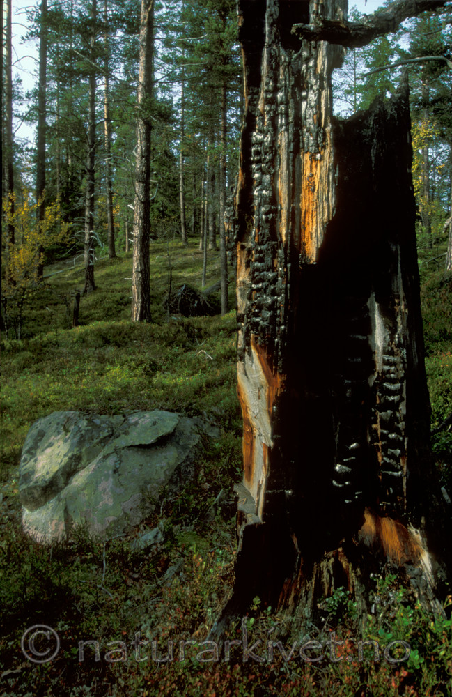 bb020 / Pinus sylvestris / Furu