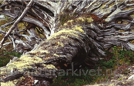 bb030 / Pinus sylvestris / Furu