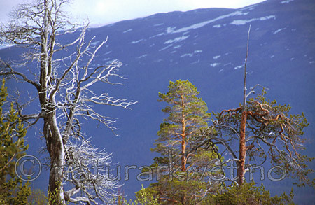 bb031 / Pinus sylvestris / Furu