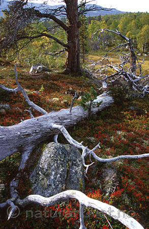 bb034 / Pinus sylvestris / Furu