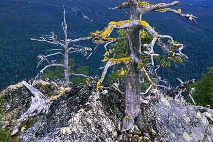 bb036 / Letharia vulpina / Ulvelav <br /> Pinus sylvestris / Furu