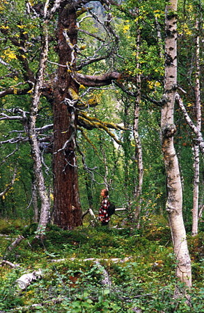 bb038 / Betula pubescens / Bjørk <br /> Letharia vulpina / Ulvelav <br /> Pinus banksiana / Banksfuru <br /> Pinus sylvestris / Furu