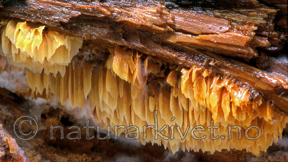 bb041 / Pycnoporellus alboluteus / Storporet flammekjuke