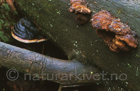 bb043 / Amylocystis lapponica / Lappkjuke <br /> Fomitopsis pinicola / Rødrandkjuke