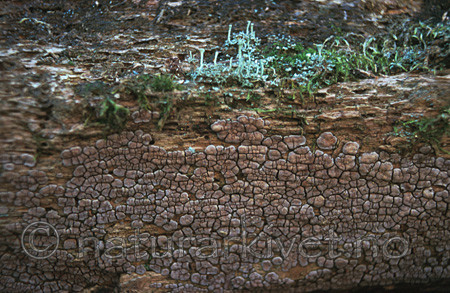 bb046 / Xylobolus frustulatus / Ruteskorpe