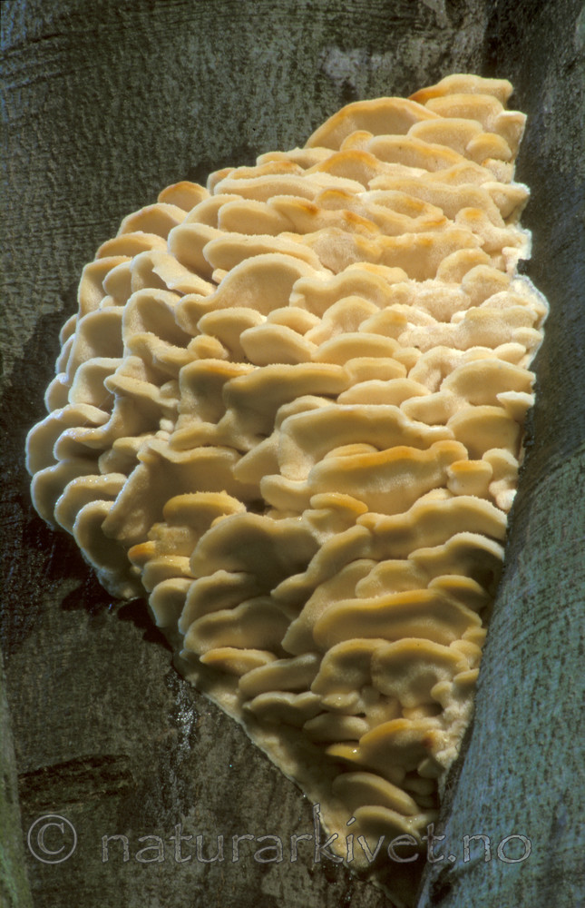 bb047 / Climacodon septentrionalis / Trappepiggsopp