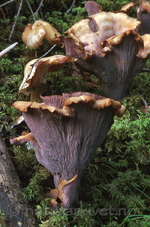 bb049 / Gomphus clavatus / Fiolgubbe