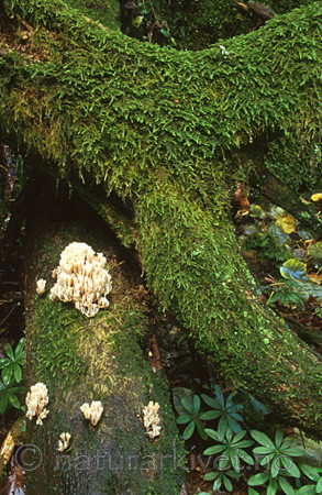 bb051 / Artomyces pyxidatus / Begerfingersopp