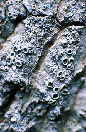 bb053 / Thelotrema lepadinum / Vanlig rurlav