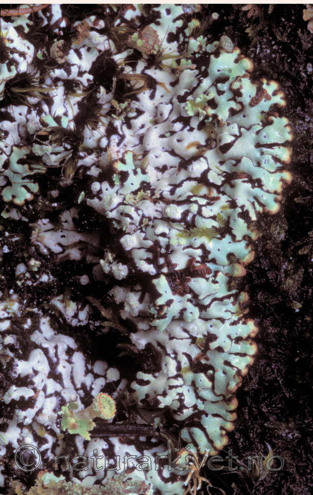 bb055 / Menegazzia terebrata / Skoddelav