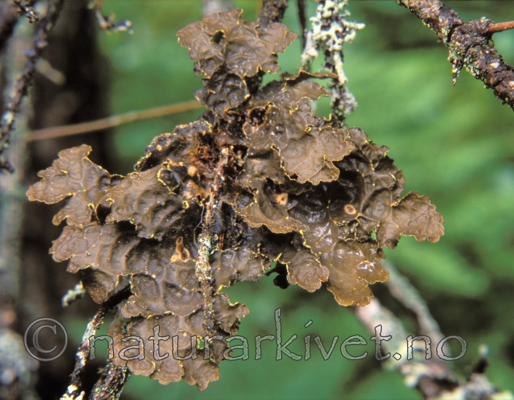 bb057 / Pseudocyphellaria crocata / Gullprikklav