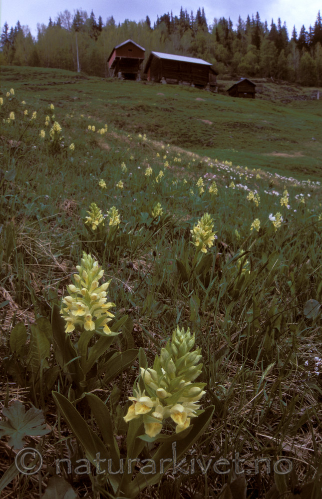 bb066 / Dactylorhiza sambucina / Søstermarihand