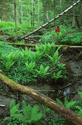 bb069 / Alnus incana / Gråor <br /> Betula pubescens / Bjørk <br /> Matteuccia struthiopteris / Strutseving
