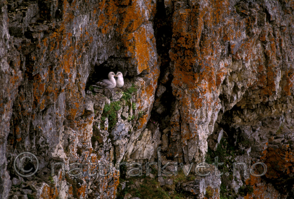 bb075 / Fulmarus glacialis / Havhest