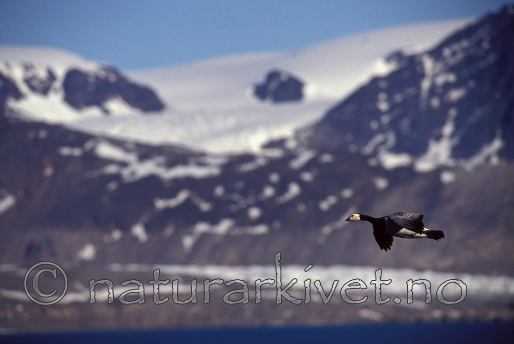 bb077 / Branta leucopsis / Hvitkinngås