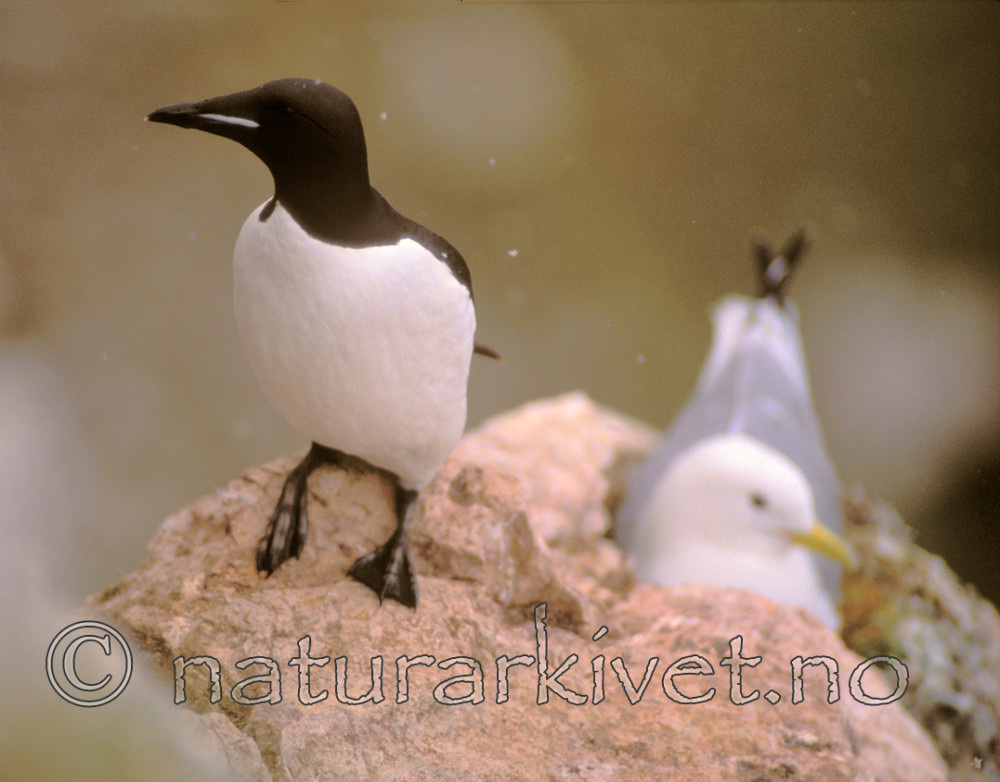 bb078 / Rissa tridactyla / Krykkje <br /> Uria lomvia / Polarlomvi