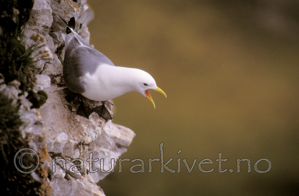 bb079 / Rissa tridactyla / Krykkje