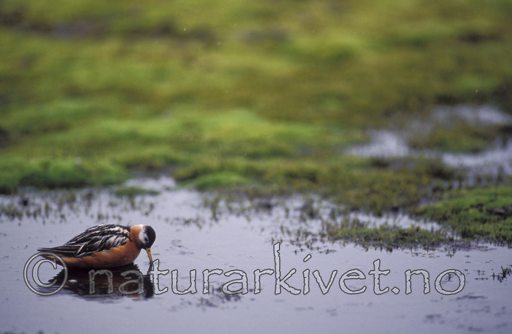 bb081 / Phalaropus fulicarius / Polarsvømmesnipe