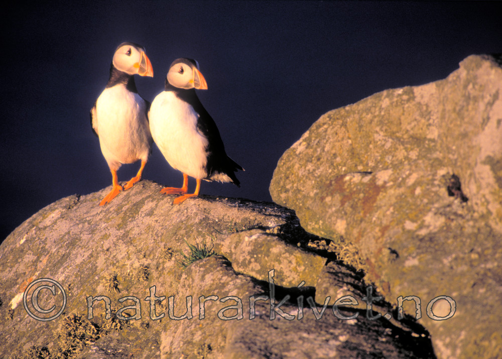 bb082 / Fratercula arctica / Lunde