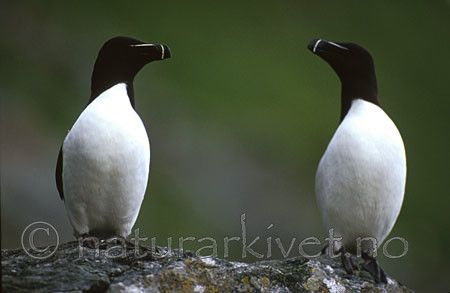 bb083 / Alca torda / Alke