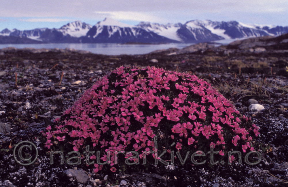 bb084 / Saxifraga oppositifolia / Rødsildre