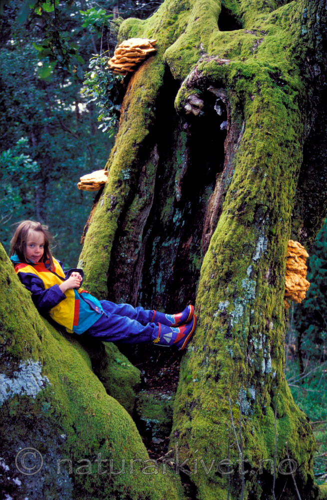 bb090 / Laetiporus sulphureus / Svovelkjuke <br /> Quercus robur / Sommereik