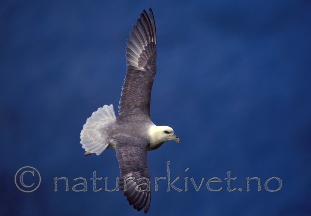 bb119 / Fulmarus glacialis / Havhest
