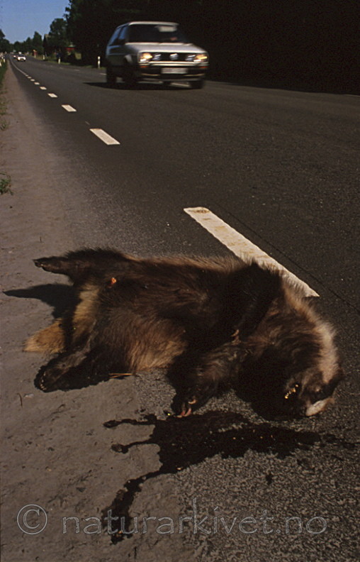 bb122 / Meles meles / Grevling