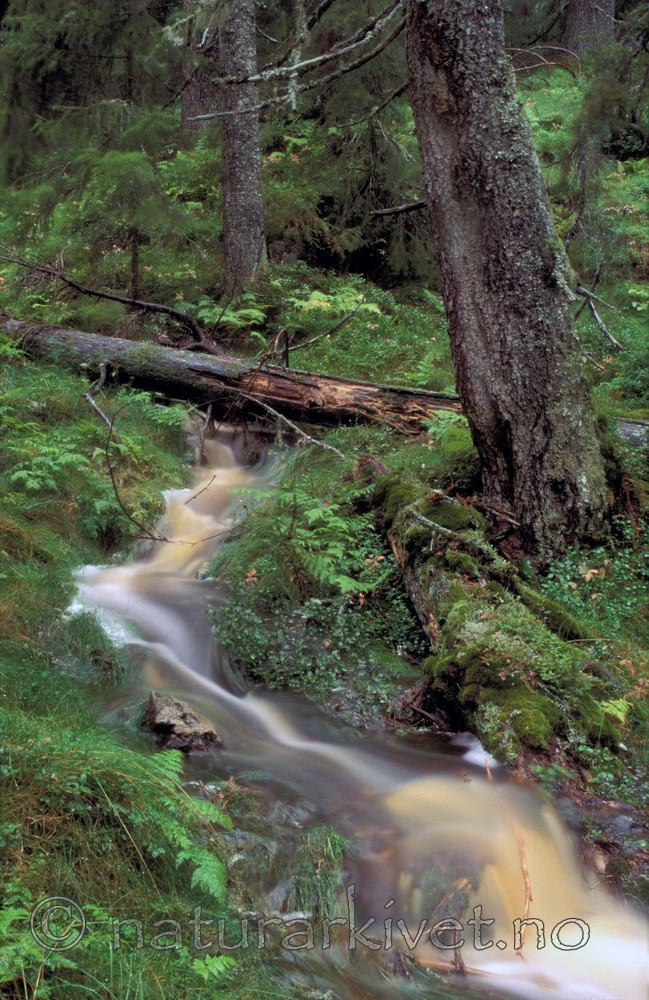 bb124 / Picea abies / Gran