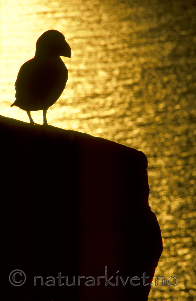 bb126 / Fratercula arctica / Lunde