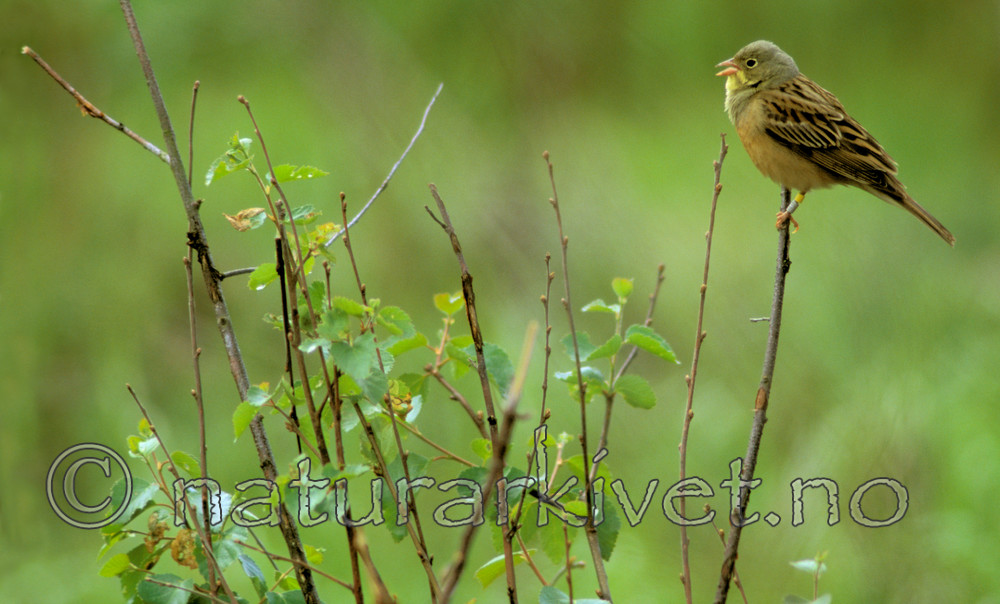 bb139 / Emberiza hortulana / Hortulan