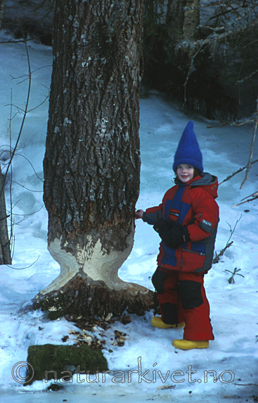 bb142 / Castor fiber / Bever