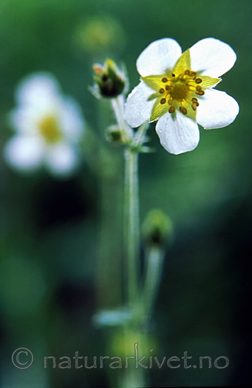 bb152 / Drymocallis rupestris / Hvitmure