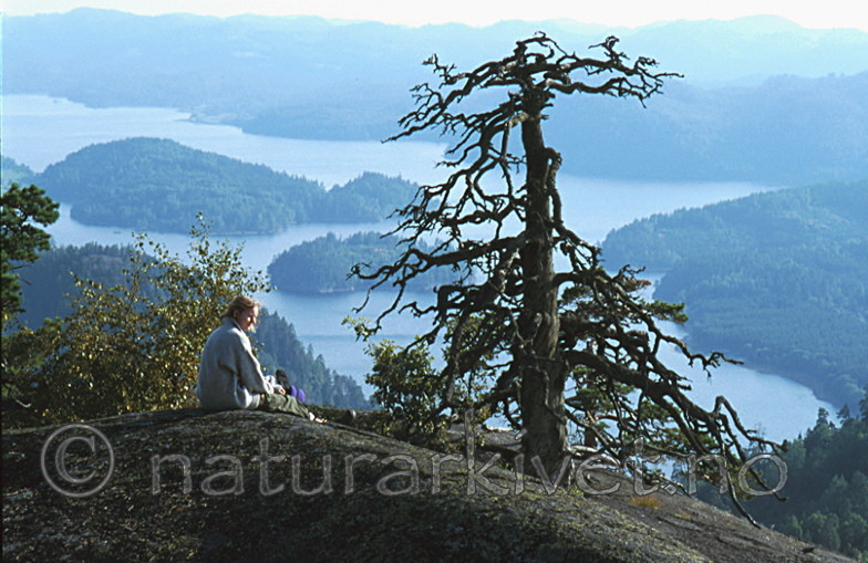 bb162 / Pinus sylvestris / Furu