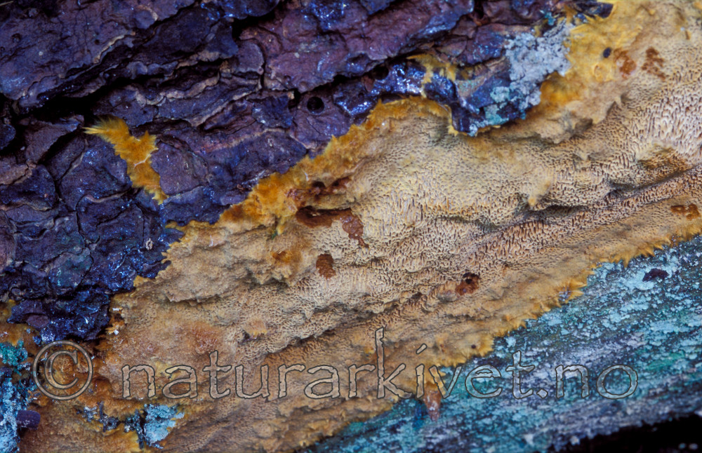 bb168 / Inonotopsis subiculosa / Jettekjuke