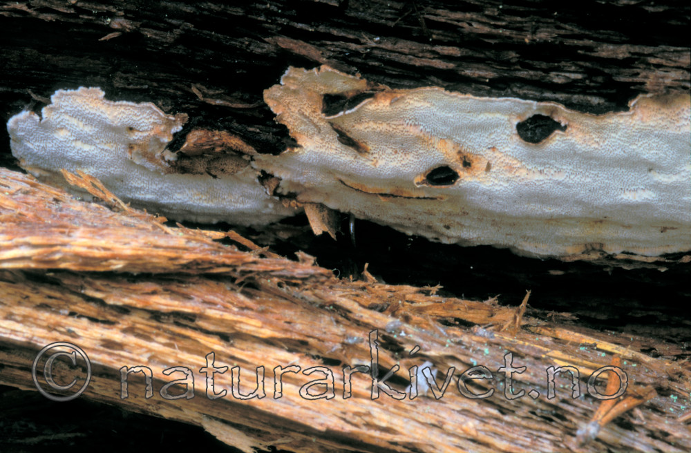 bb169 / Antrodia albobrunnea / Flekkhvitkjuke