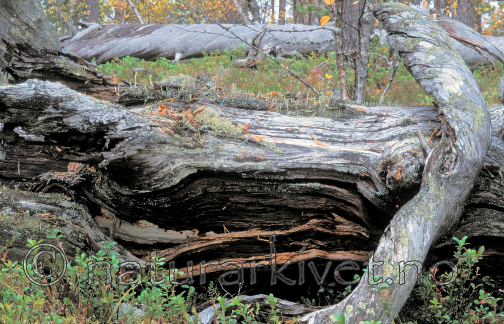 bb170 / Antrodia albobrunnea / Flekkhvitkjuke