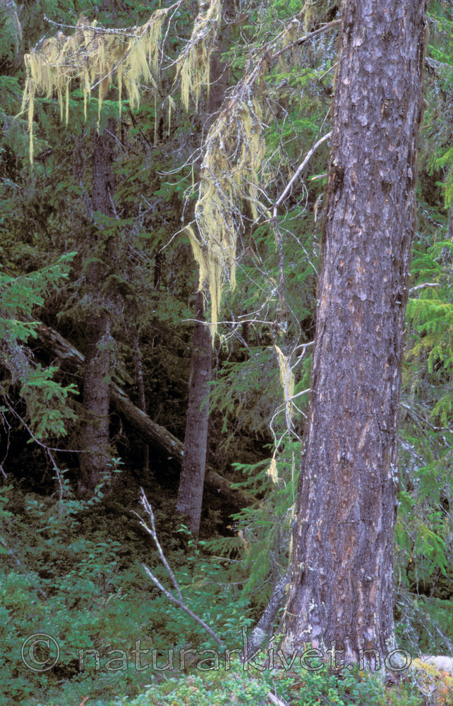 bb172 / Evernia divaricata / Mjuktjafs