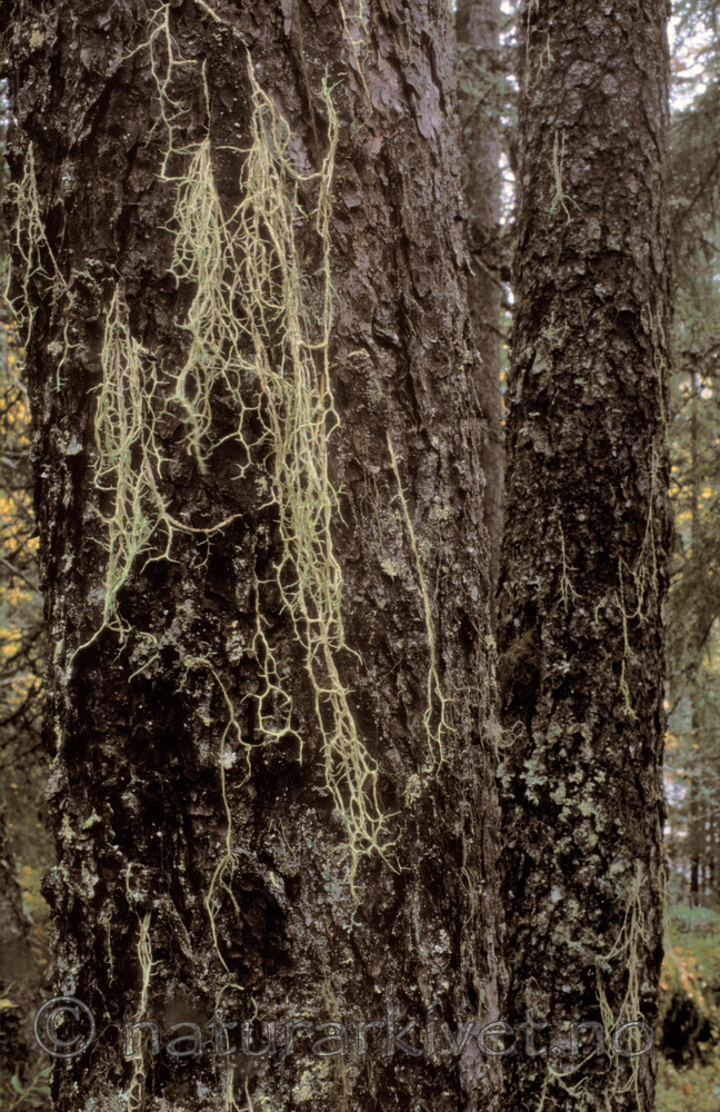 bb175 / Evernia divaricata / Mjuktjafs