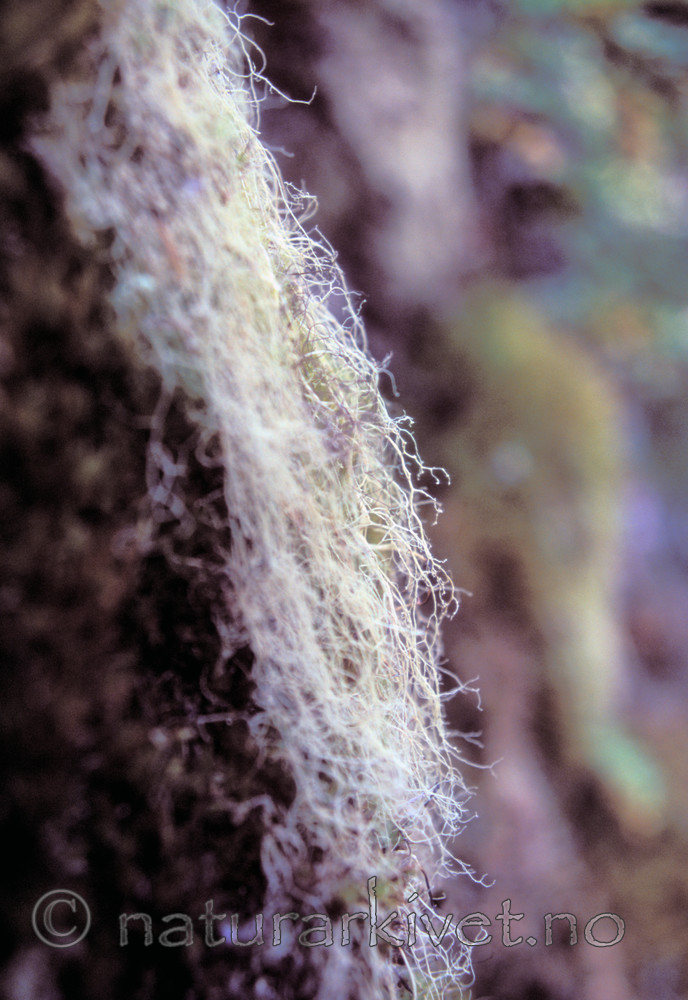 bb176 / Ramalina thrausta / Trådragg