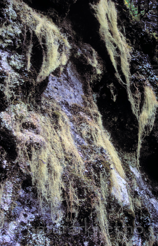 bb181 / Ramalina thrausta / Trådragg