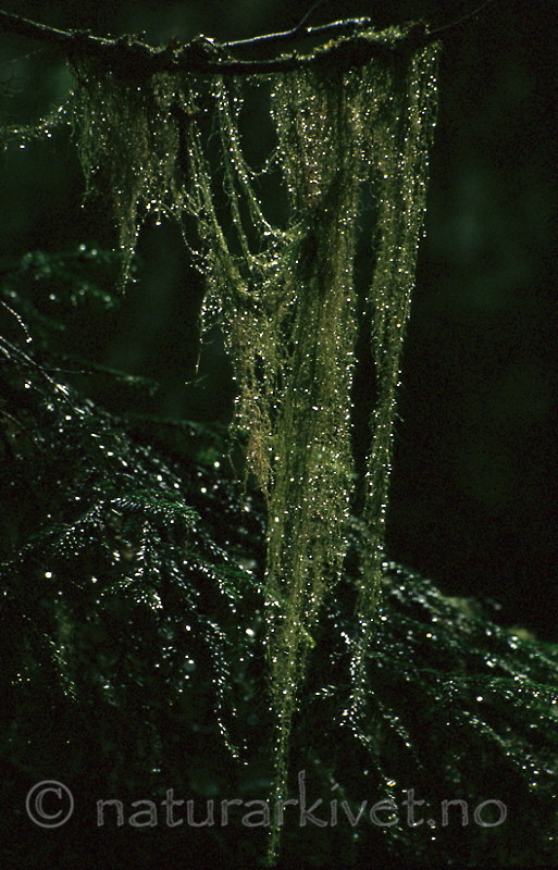 bb184 / Usnea longissima / Huldrestry