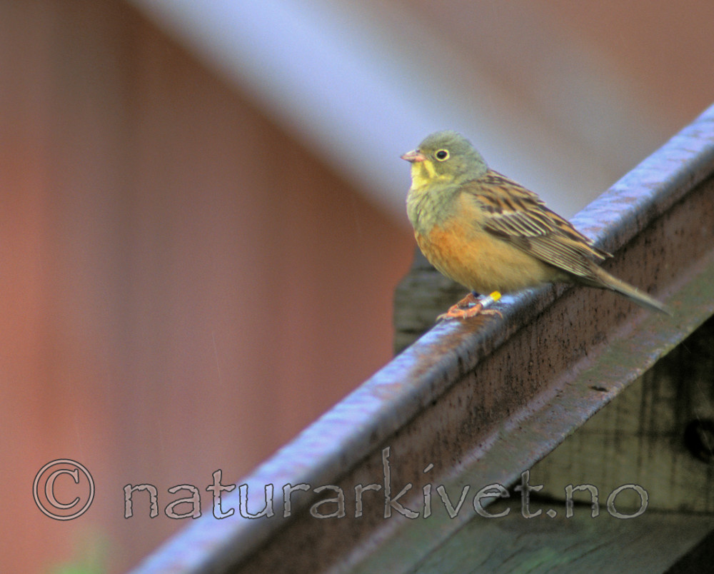 bb186 / Emberiza hortulana / Hortulan