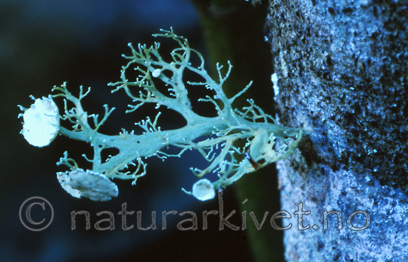 bb191 / Ramalina dilacerata / Småragg