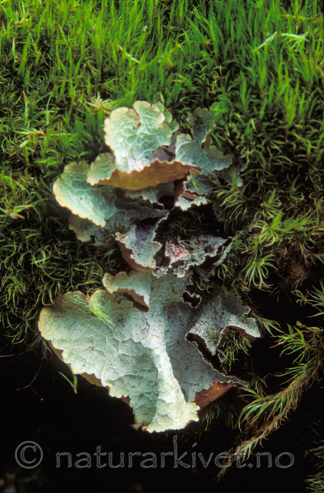 bb194 / Platismatia norvegica / Skrukkelav