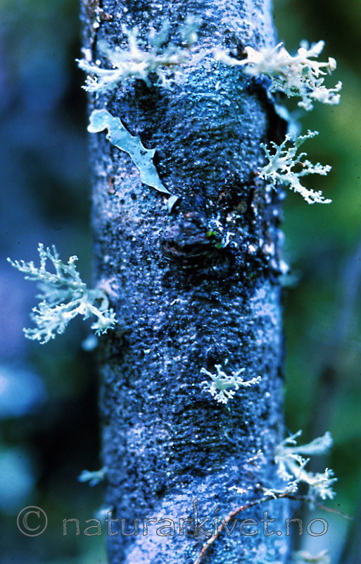 bb195 / Ramalina dilacerata / Småragg