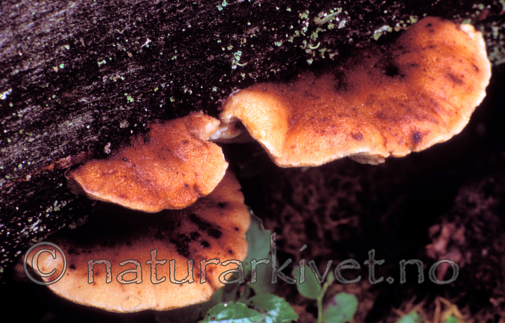 bb197 / Amylocystis lapponica / Lappkjuke