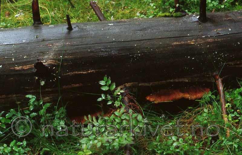 bb198 / Amylocystis lapponica / Lappkjuke