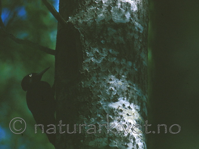 bb202 / Dryocopus martius / Svartspett <br /> Populus tremula / Osp